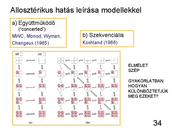 Allosztérikus hatás leírása modellekkel a) Együttműködő (“concerted”) MWC, Monod, Wyman, Changeux (1965) b) Szekvenciális