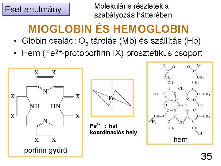 Esettanulmány: Molekuláris részletek a szabályozás hátterében MIOGLOBIN ÉS HEMOGLOBIN • Globin család: O 2