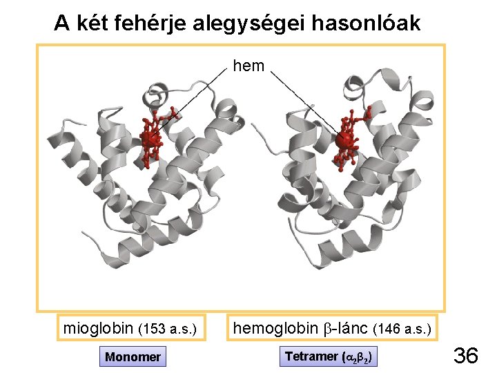 A két fehérje alegységei hasonlóak hem mioglobin (153 a. s. ) hemoglobin -lánc (146