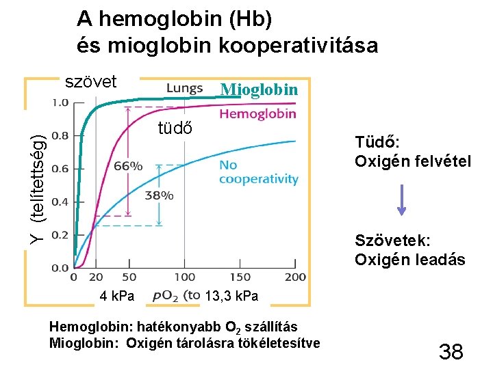 A hemoglobin (Hb) és mioglobin kooperativitása szövet Mioglobin Y (telítettség) tüdő Tüdő: Oxigén felvétel
