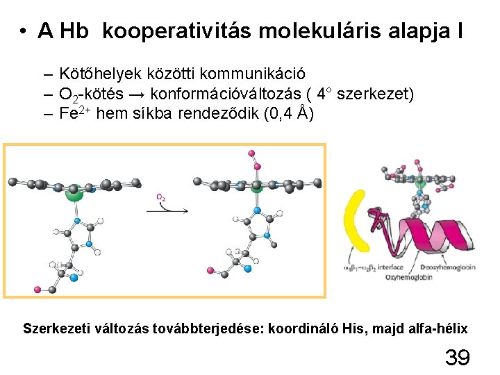  • A Hb kooperativitás molekuláris alapja I – Kötőhelyek közötti kommunikáció – O