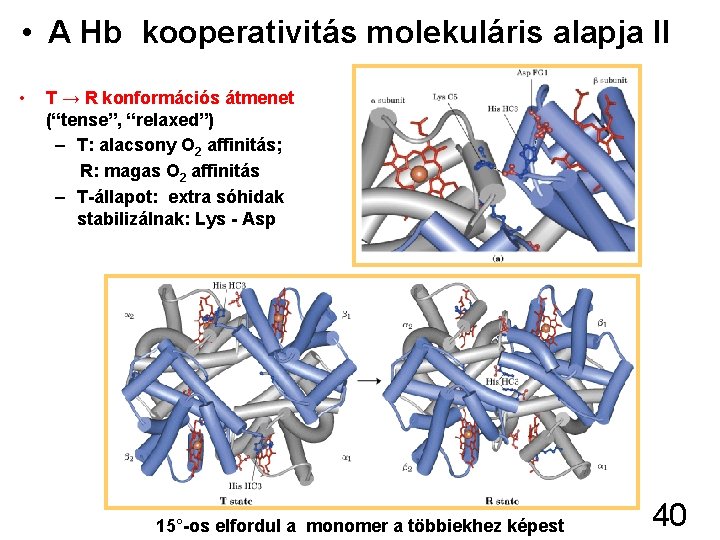  • A Hb kooperativitás molekuláris alapja II • T → R konformációs átmenet