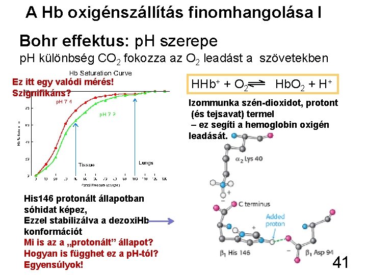 A Hb oxigénszállítás finomhangolása I Bohr effektus: p. H szerepe p. H különbség CO
