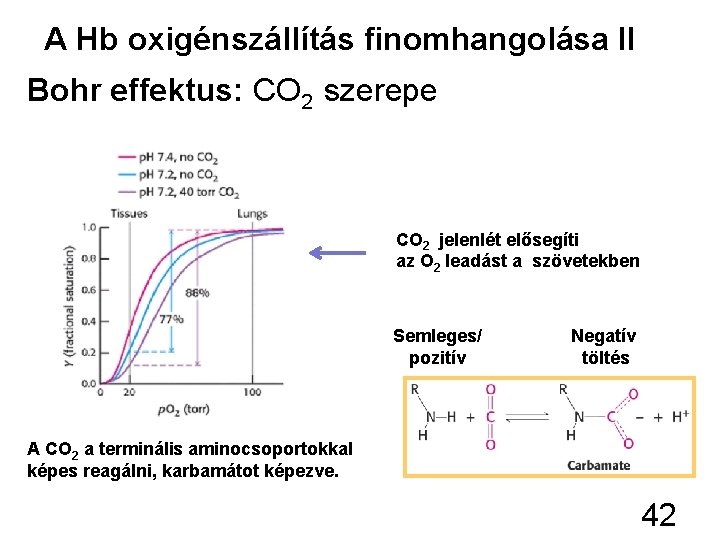A Hb oxigénszállítás finomhangolása II Bohr effektus: CO 2 szerepe CO 2 jelenlét elősegíti