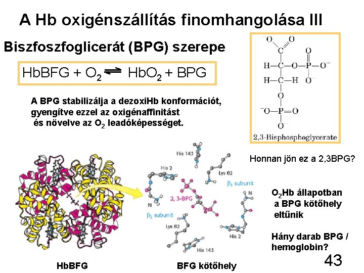 A Hb oxigénszállítás finomhangolása III Biszfoglicerát (BPG) szerepe Hb. BFG + O 2 Hb.