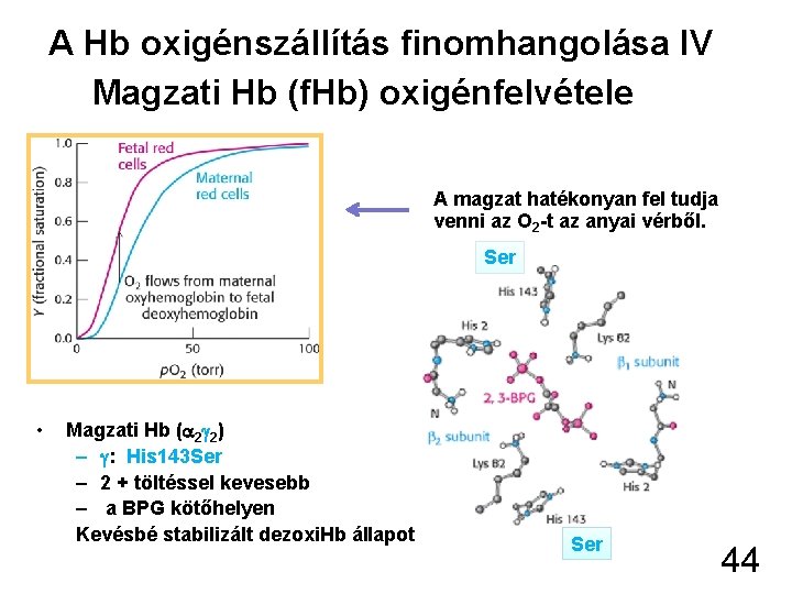 A Hb oxigénszállítás finomhangolása IV Magzati Hb (f. Hb) oxigénfelvétele A magzat hatékonyan fel