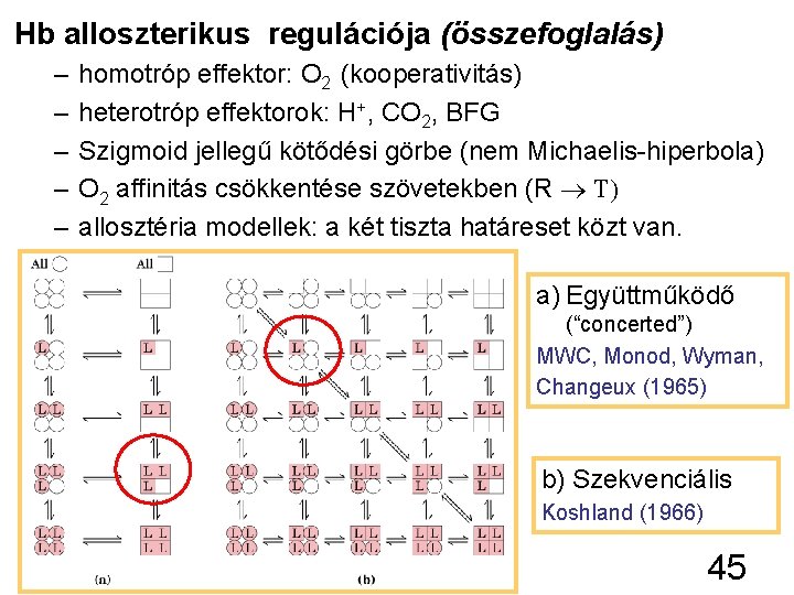 Hb alloszterikus regulációja (összefoglalás) – – – homotróp effektor: O 2 (kooperativitás) heterotróp effektorok: