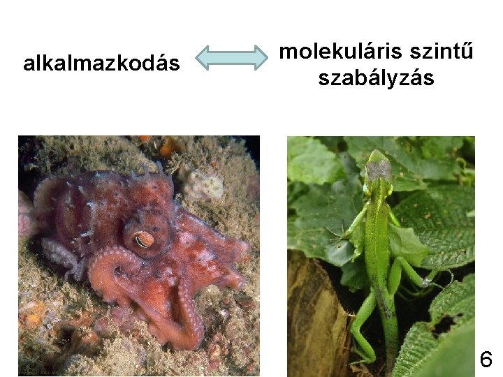 alkalmazkodás molekuláris szintű szabályzás 6 