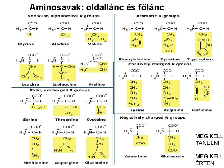 Aminosavak: oldallánc és főlánc MEG KELL TANULNI MEG 9 KELL ÉRTENI 