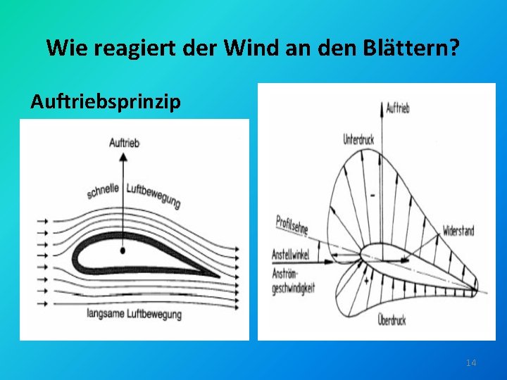 Wie reagiert der Wind an den Blättern? Auftriebsprinzip 14 Wie reagiert der Wind an den Blättern? Auftriebsprinzip 14