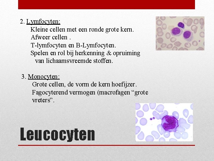 2. Lymfocyten: Kleine cellen met een ronde grote kern. Afweer cellen. T-lymfocyten en B-Lymfocyten.