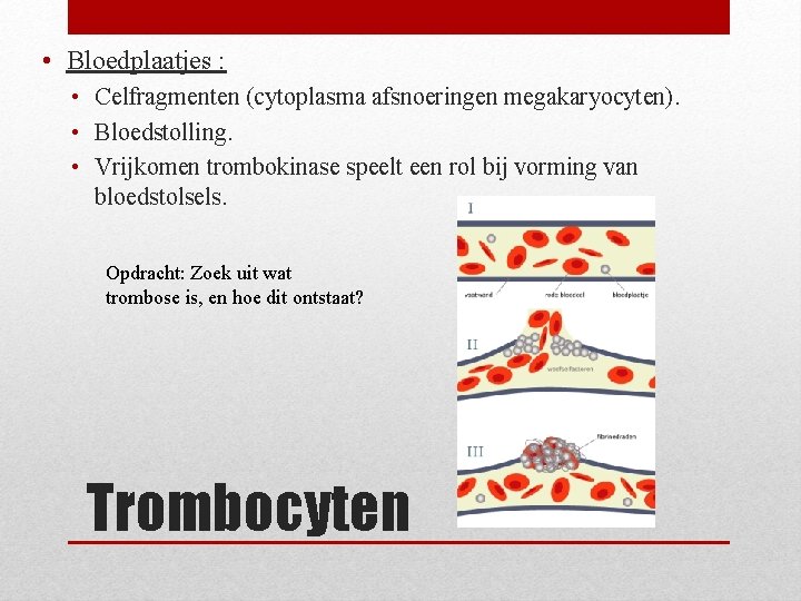  • Bloedplaatjes : • Celfragmenten (cytoplasma afsnoeringen megakaryocyten). • Bloedstolling. • Vrijkomen trombokinase