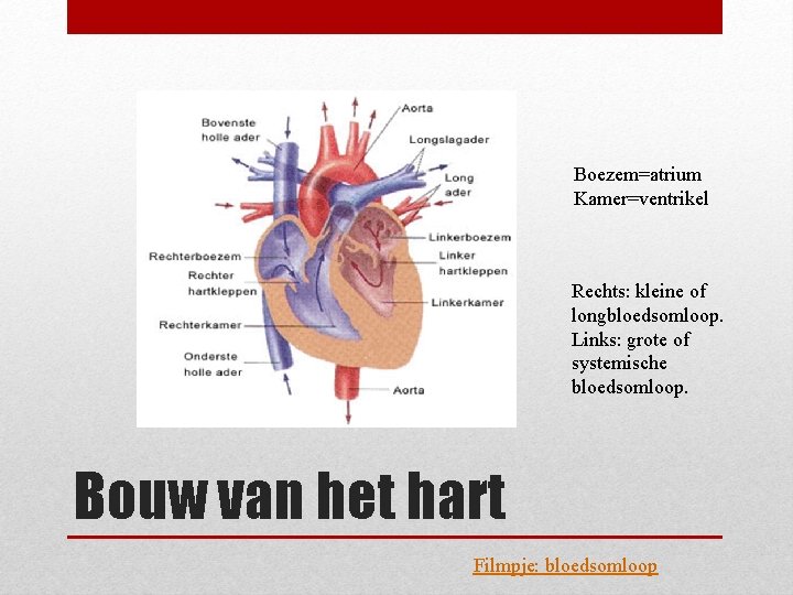 Boezem=atrium Kamer=ventrikel Rechts: kleine of longbloedsomloop. Links: grote of systemische bloedsomloop. Bouw van het