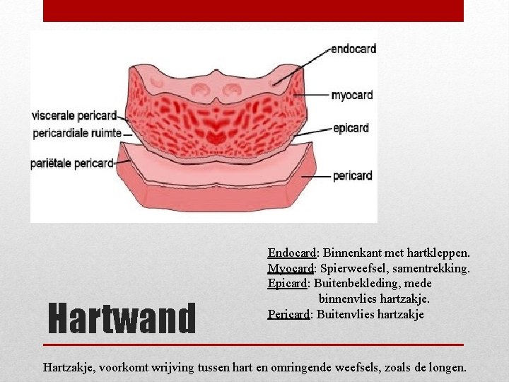 Hartwand Endocard: Binnenkant met hartkleppen. Myocard: Spierweefsel, samentrekking. Epicard: Buitenbekleding, mede binnenvlies hartzakje. Pericard: