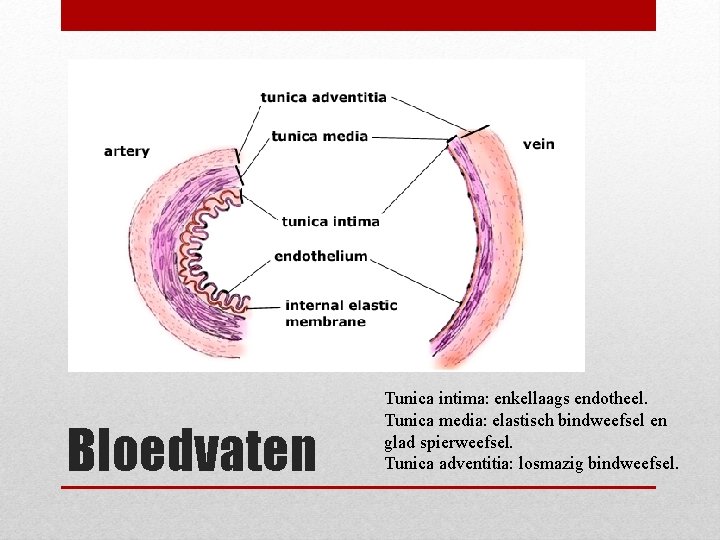 Bloedvaten Tunica intima: enkellaags endotheel. Tunica media: elastisch bindweefsel en glad spierweefsel. Tunica adventitia: