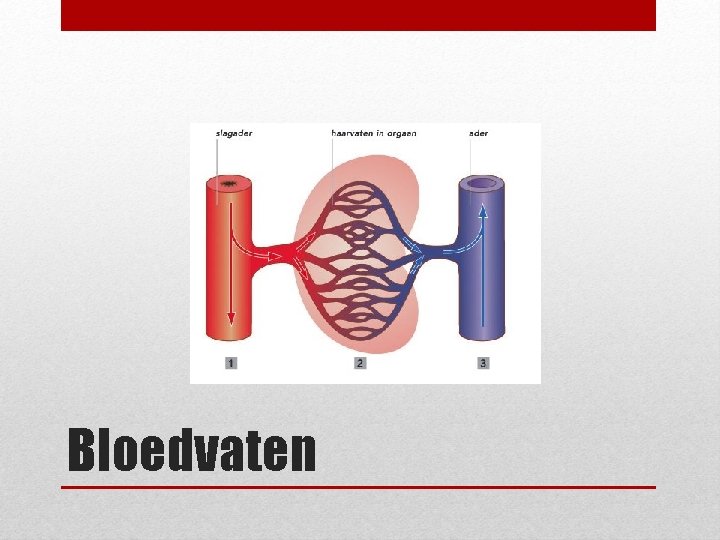 Bloedvaten 