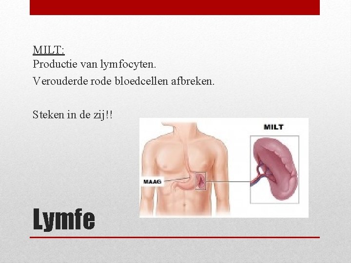 MILT: Productie van lymfocyten. Verouderde rode bloedcellen afbreken. Steken in de zij!! Lymfe 