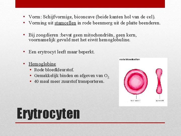  • Vorm: Schijfvormige, biconcave (beide kanten hol van de cel). • Vorming uit