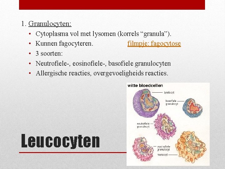 1. Granulocyten: • • • Cytoplasma vol met lysomen (korrels “granula”). Kunnen fagocyteren. filmpje: