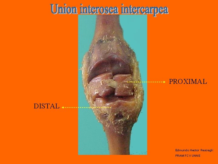 PROXIMAL DISTAL Edmundo Hector Resoagli: PRAM FCV UNNE 