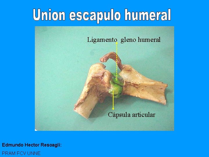 Ligamento gleno humeral Cápsula articular Edmundo Hector Resoagli: PRAM FCV UNNE 
