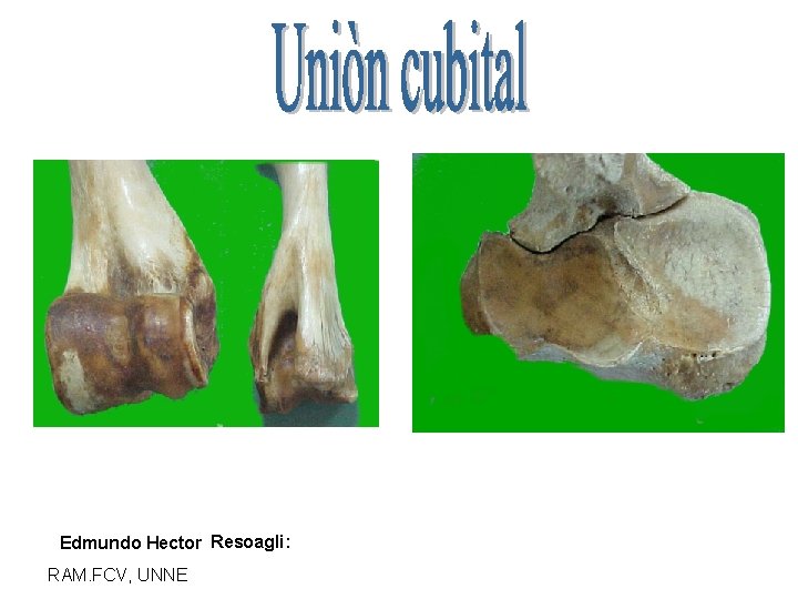 Edmundo Hector Resoagli: RAM. FCV, UNNE 