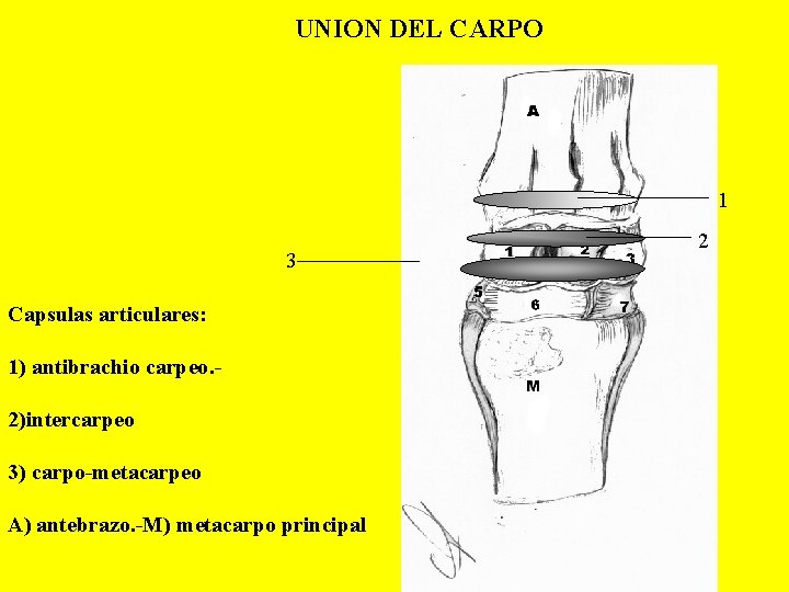 UNION DEL CARPO 1 3 Capsulas articulares: 1) antibrachio carpeo. 2)intercarpeo 3) carpo-metacarpeo A)