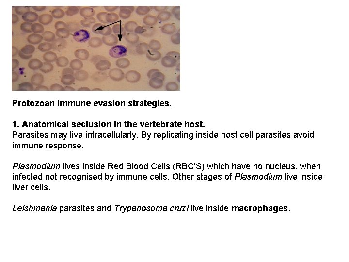 Protozoan immune evasion strategies. 1. Anatomical seclusion in the vertebrate host. Parasites may live