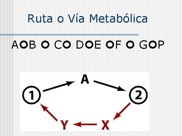 Ruta o Vía Metabólica A B C D E F G P 