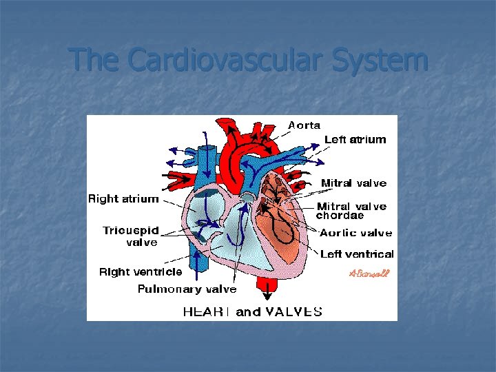The Cardiovascular System 