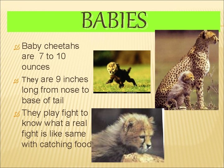 BABIES Baby cheetahs are 7 to 10 ounces They are 9 inches long from