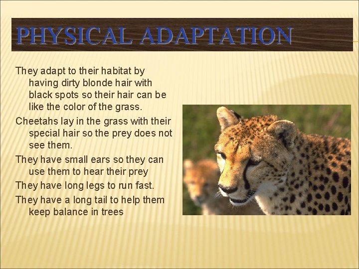PHYSICAL ADAPTATION They adapt to their habitat by having dirty blonde hair with black