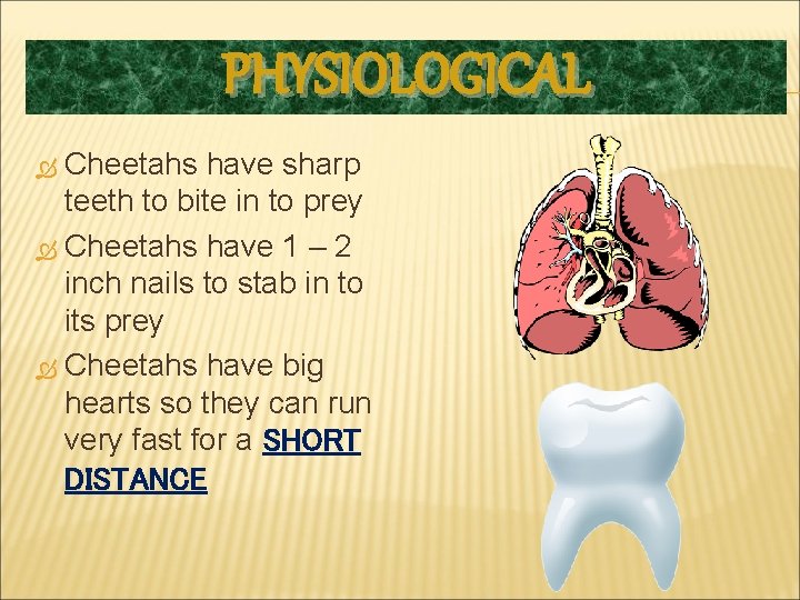 PHYSIOLOGICAL Cheetahs have sharp teeth to bite in to prey Cheetahs have 1 –