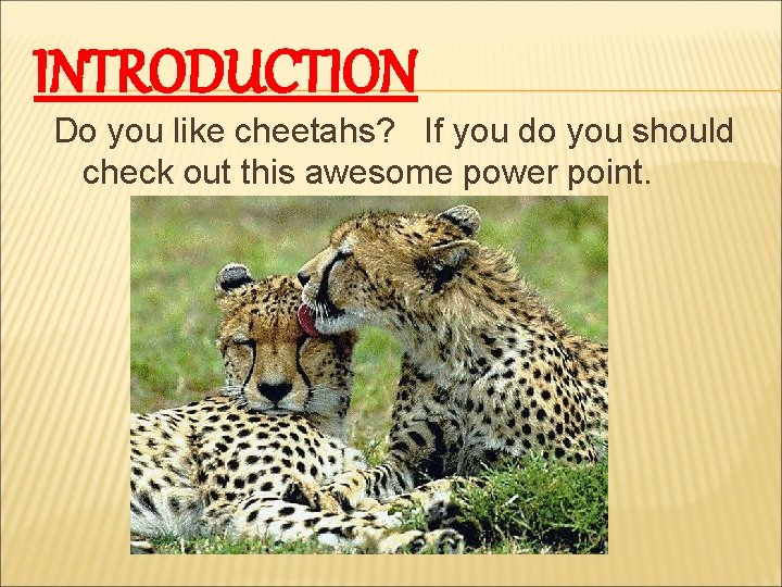 INTRODUCTION Do you like cheetahs? If you do you should check out this awesome