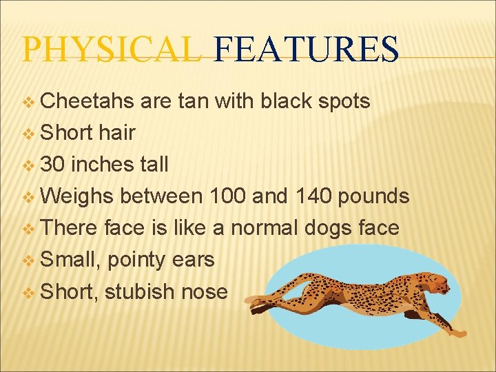PHYSICAL FEATURES v Cheetahs v Short are tan with black spots hair v 30