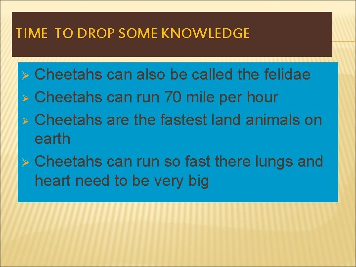 TIME TO DROP SOME KNOWLEDGE Cheetahs can also be called the felidae Ø Cheetahs