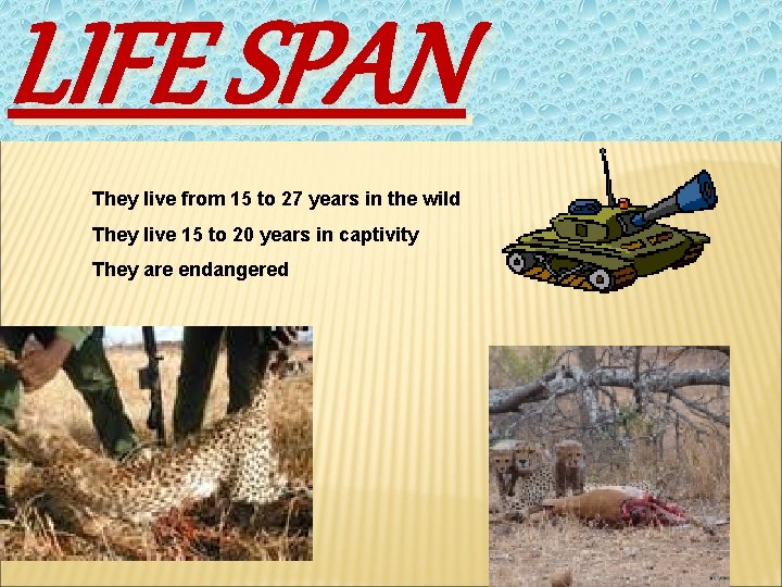 LIFE SPAN They live from 15 to 27 years in the wild They live