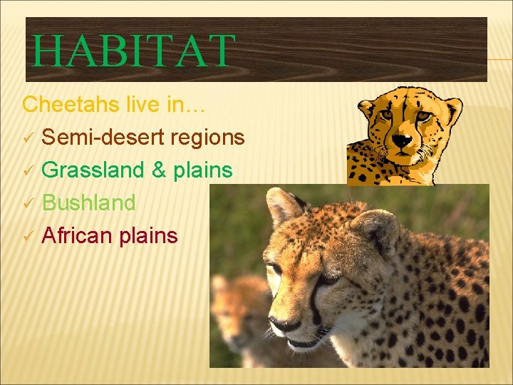 HABITAT Cheetahs live in… ü Semi-desert regions ü Grassland & plains ü Bushland ü