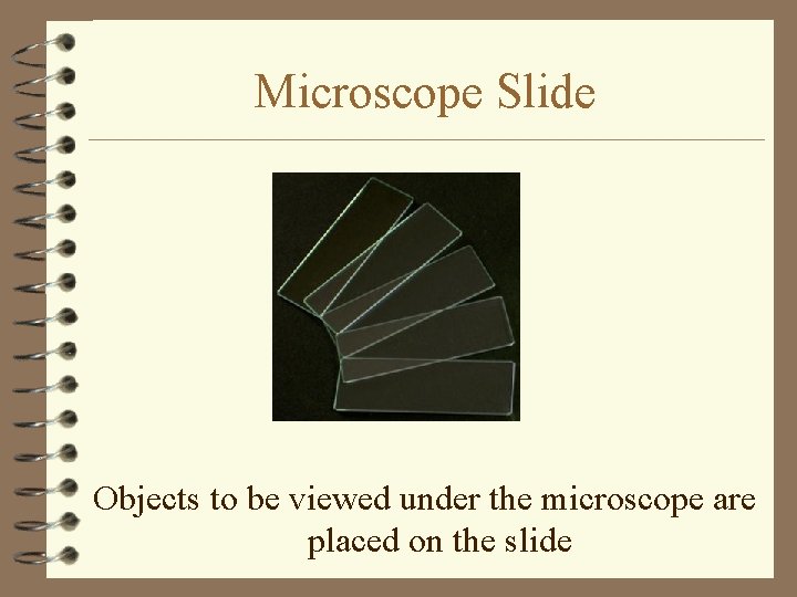 Microscope Slide Objects to be viewed under the microscope are placed on the slide