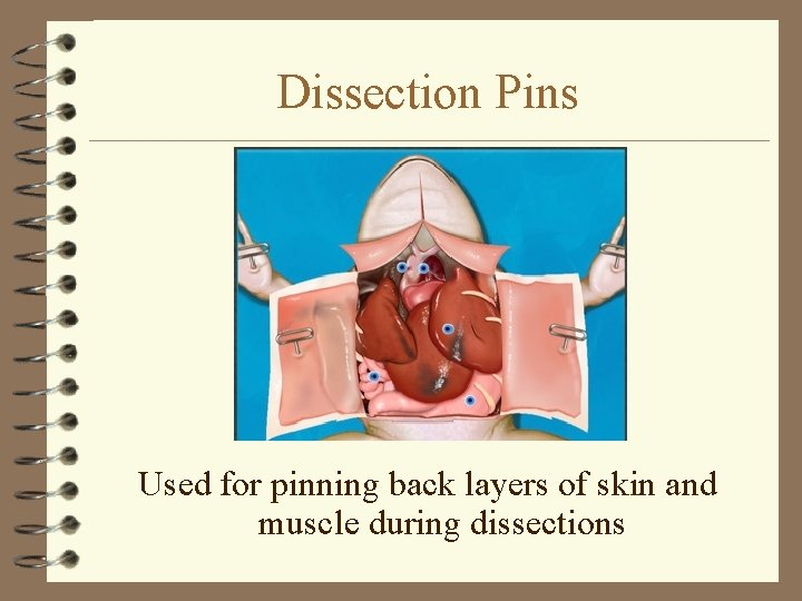Dissection Pins Used for pinning back layers of skin and muscle during dissections 
