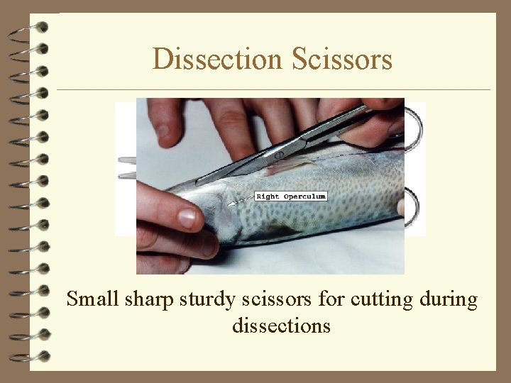 Dissection Scissors Small sharp sturdy scissors for cutting during dissections 