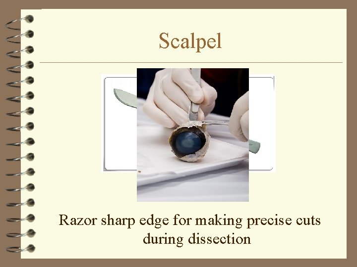 Scalpel Razor sharp edge for making precise cuts during dissection 