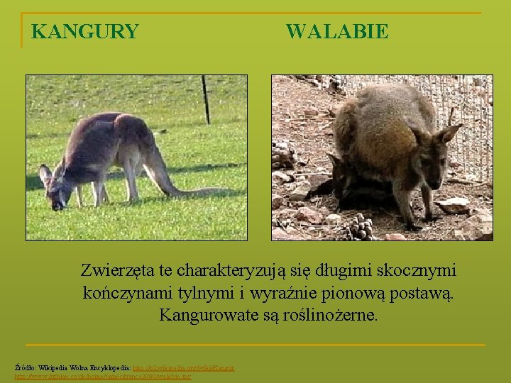 KANGURY WALABIE Zwierzęta te charakteryzują się długimi skocznymi kończynami tylnymi i wyraźnie pionową postawą.