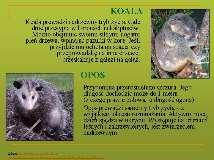 KOALA Koala prowadzi nadrzewny tryb życia. Całe dnie przesypia w koronach eukaliptusów. Mocno obejmuje