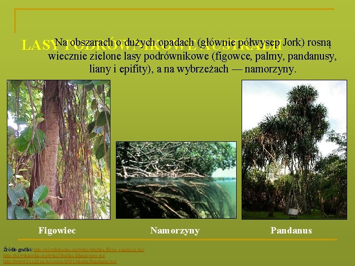 LASYNa obszarach o dużych opadach (głównie półwysep Jork) rosną PODRÓWNIKOWE AUSTRALII wiecznie zielone lasy