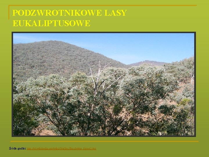 PODZWROTNIKOWE LASY EUKALIPTUSOWE Źródło grafiki: http: //pl. wikipedia. org/wiki/Grafika: Eucalyptus_forest 3. jpg 