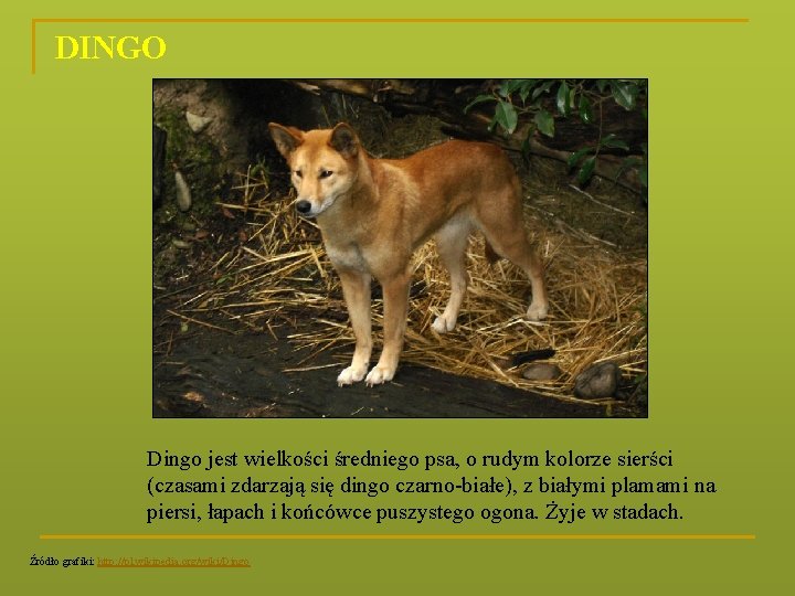 DINGO Dingo jest wielkości średniego psa, o rudym kolorze sierści (czasami zdarzają się dingo