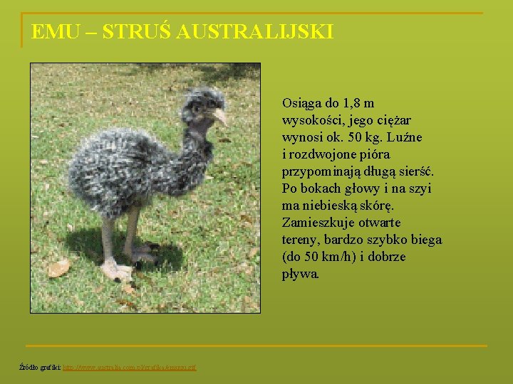 EMU – STRUŚ AUSTRALIJSKI Osiąga do 1, 8 m wysokości, jego ciężar wynosi ok.