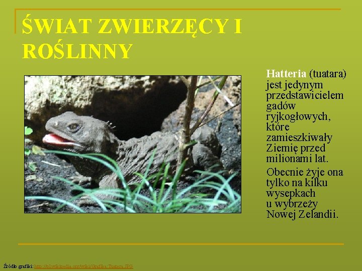 ŚWIAT ZWIERZĘCY I ROŚLINNY Hatteria (tuatara) jest jedynym przedstawicielem gadów ryjkogłowych, które zamieszkiwały Ziemię