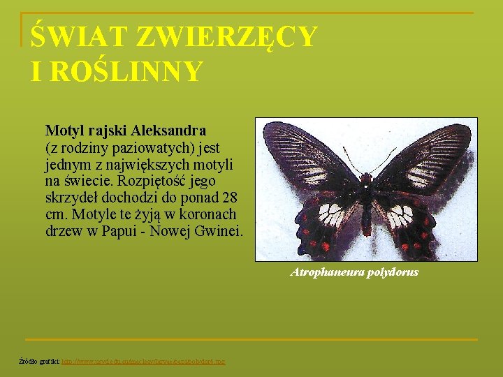 ŚWIAT ZWIERZĘCY I ROŚLINNY Motyl rajski Aleksandra (z rodziny paziowatych) jest jednym z największych